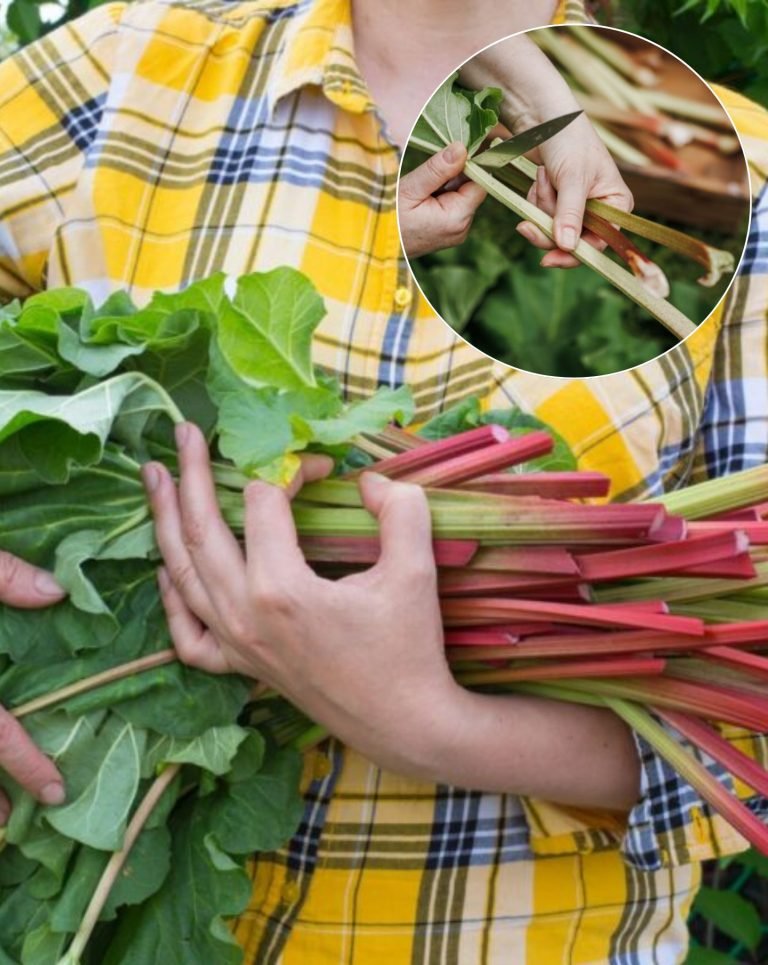 Don’t Skip These Fall Tricks To Prep Your Rhubarb For Bigger, Juicier Stalks Next Season