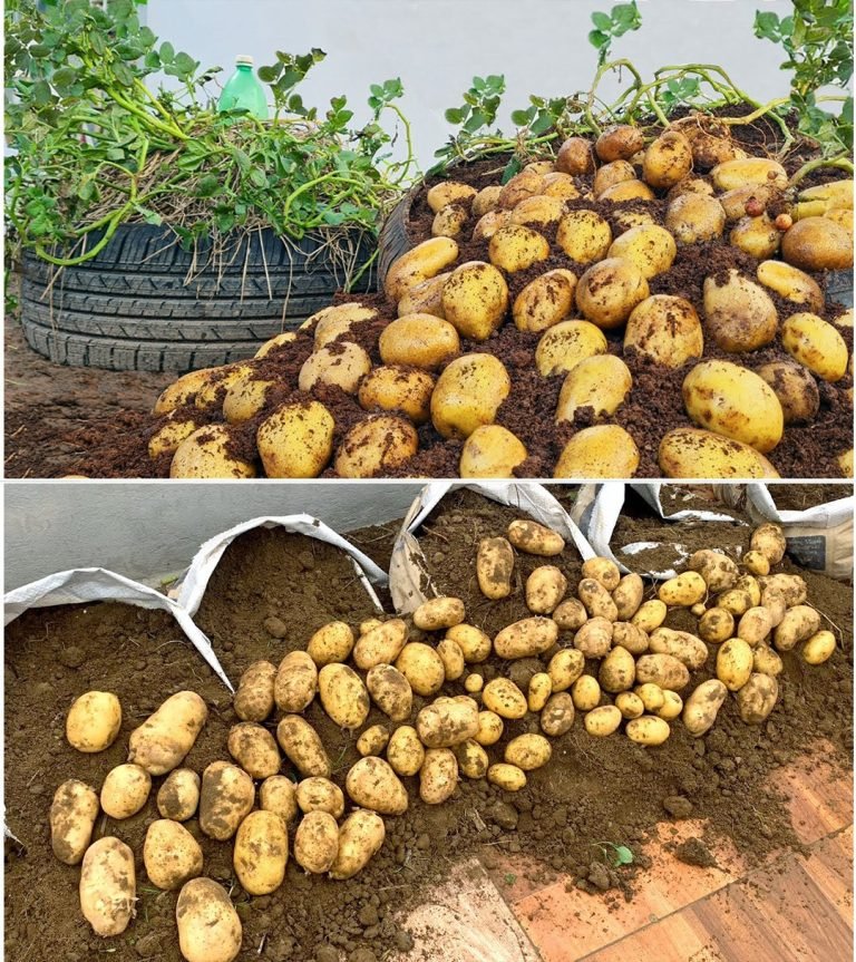 Growing Potatoes on the Terrace is very easy, lots of big and beautiful tubers