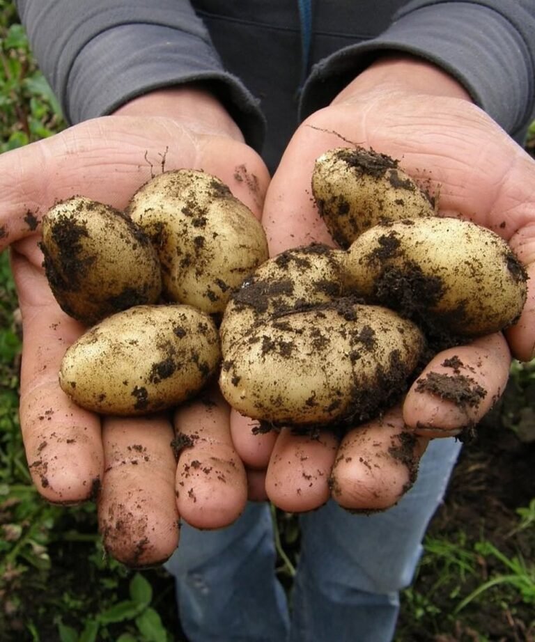 Doctors reveal that eating potatoes causes