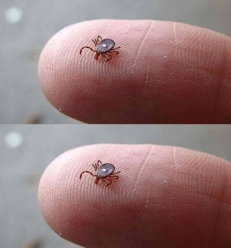 Don’t Panic—Here’s What to Do If You Find a Lone Star Tick