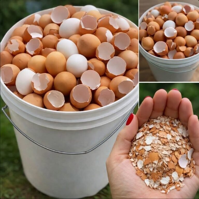 Boil eggshells and say goodbye to…