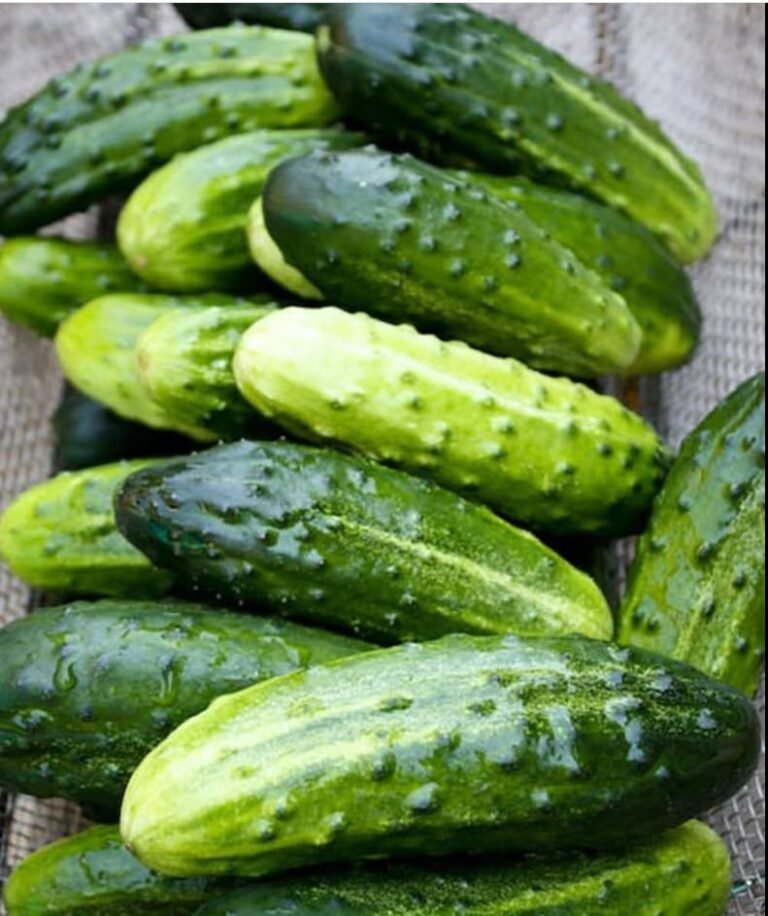 New Doctors reveal that eating cucumber in salads causes…