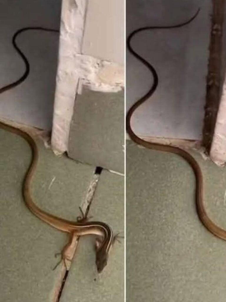 Finding a Snake in Your House? Here’s What to Do (And Why You Shouldn’t Panic)