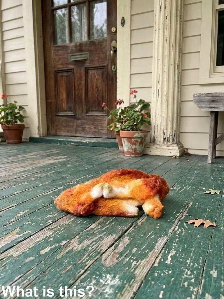 This morning, I stepped out onto the porch to get some fresh air and discovered this. Honestly, at first, I was really scared.