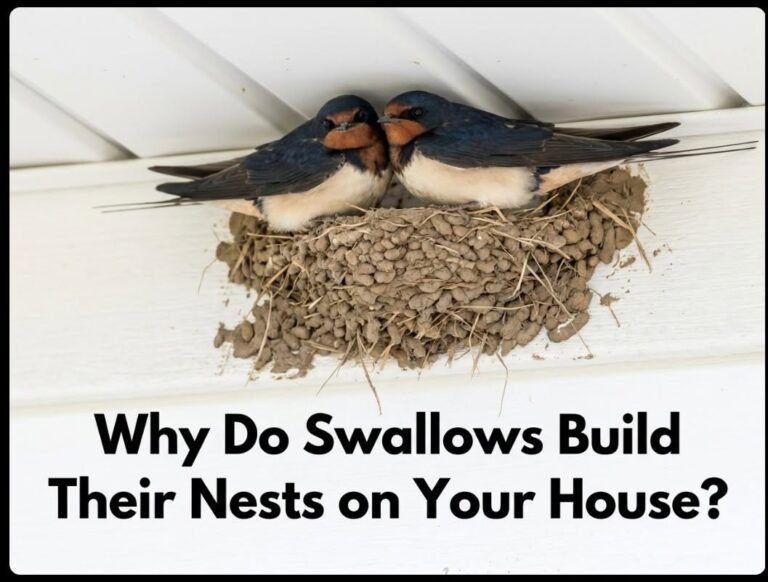 Why do swallows choose your house? Popular omens everyone should know!