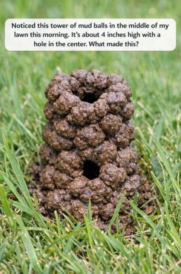 Noticed this tower of mud balls in the middle of my lawn this morning. It’s about 4 inches high with a hole in the center. What made this?
