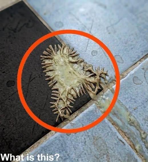 Mystery Blob in the Bathroom? The Truth About Slime Mold (And Why It’s Usually Harmless)