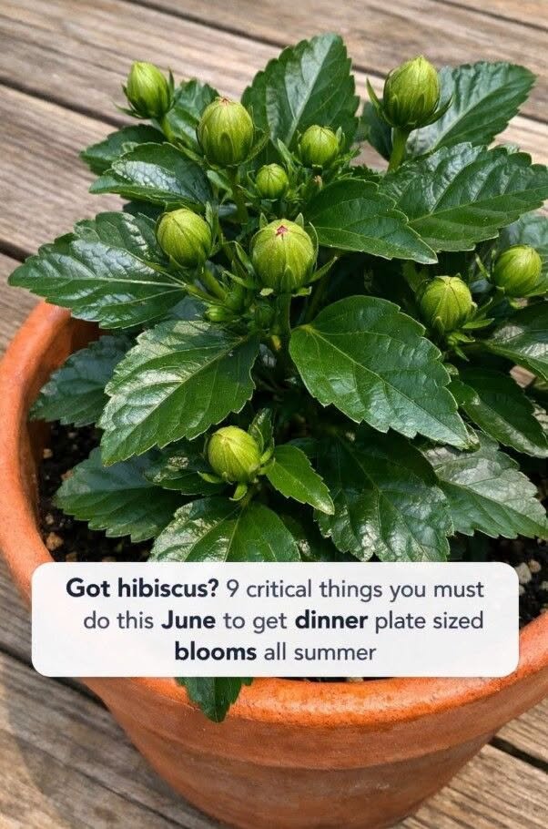 Got hibiscus? 9 critical things you must do this June to get dinner plate sized blooms all summer