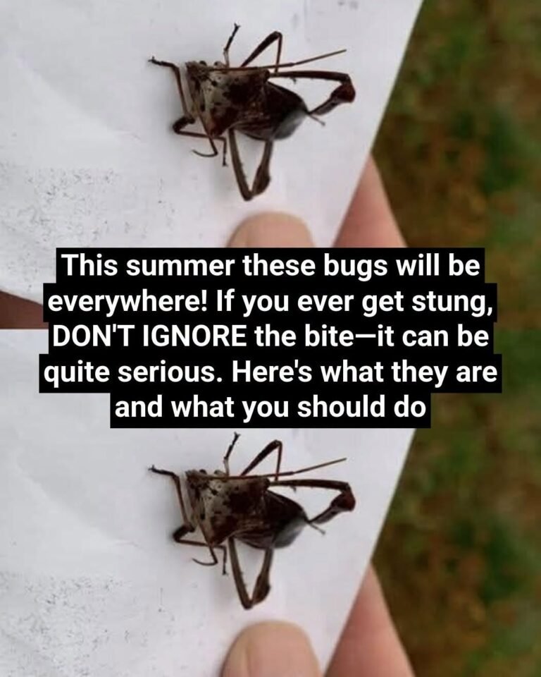 What To Do If Bitten By An Assassin Bug: A Complete Guide to Protection, Response, and Peace of Mind