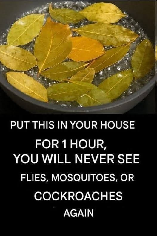 Say goodbye to flies, mosquitoes and cockroaches boiling these leaves