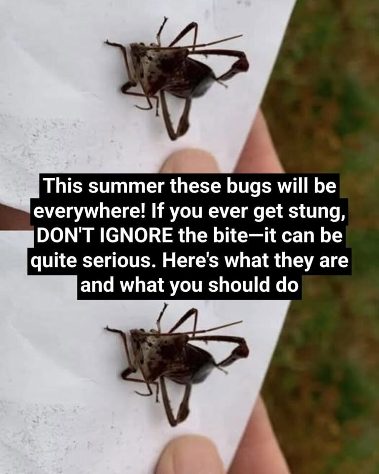 What To Do If Bitten By An Assassin Bug: A Complete Guide to Protection, Response, and Peace of Mind