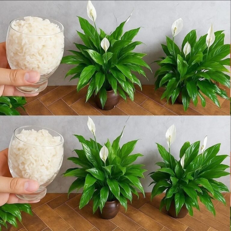 Peace lily, only with this ingredient it blooms for up to 10 years in a row