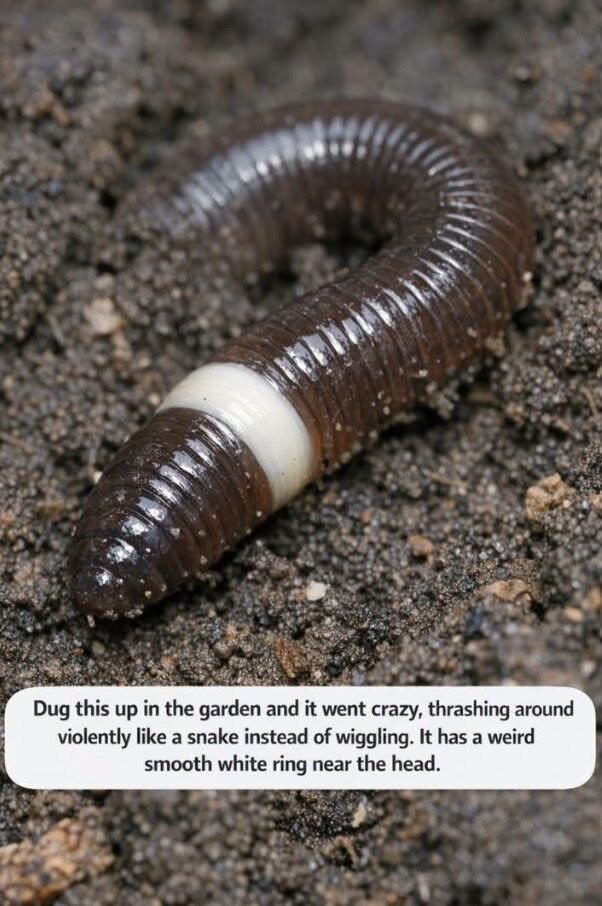 Dug this up in the garden and it went crazy, thrashing around violently like a snake instead of wiggling. It has a weird smooth white ring near the head.