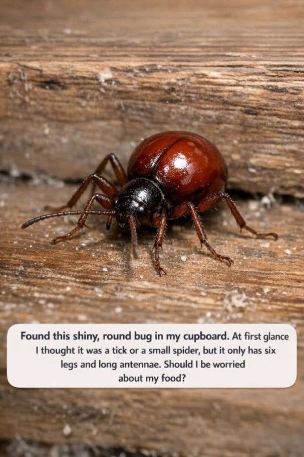 Found this shiny, round bug in my cupboard. At first glance I thought it was a tick or a small spider, but it only has six legs and long antennae. Should I be worried about my food?