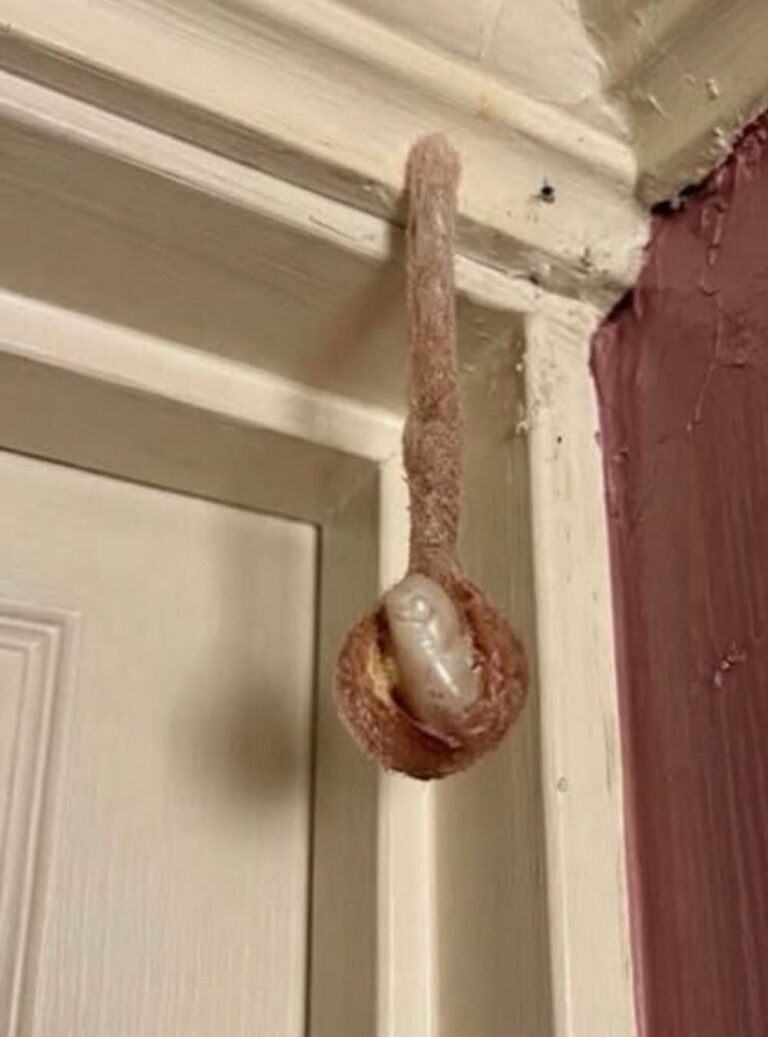 My husband and I booked a room during our vacation. In the hotel room, I discovered this. I’ve been looking at it for half an hour now, but I still can’t figure out what it is.