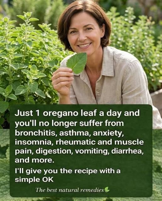 Cuban Oregano: A Thoughtful Look at Tradition, Ritual, and Responsible Use