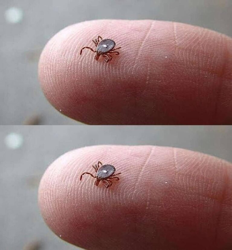 What to Do If You Find a Lone Star Tick on Your Skin (Step-by-Step Guide)