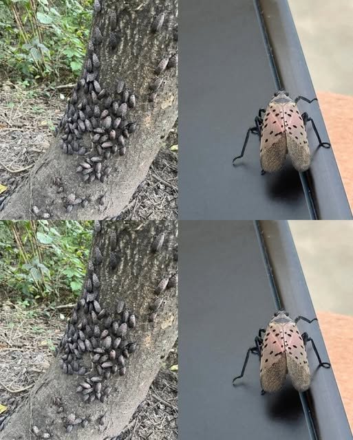 If You Ever Spot This Insect, Get Rid of It Immediately! The Truth About the Spotted Lanternfly