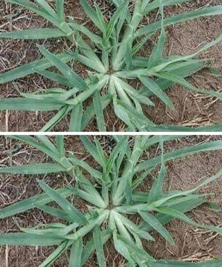Never Uproot This Plant If It Appears in Your Garden: The Hidden Superfood Hiding in Plain Sight