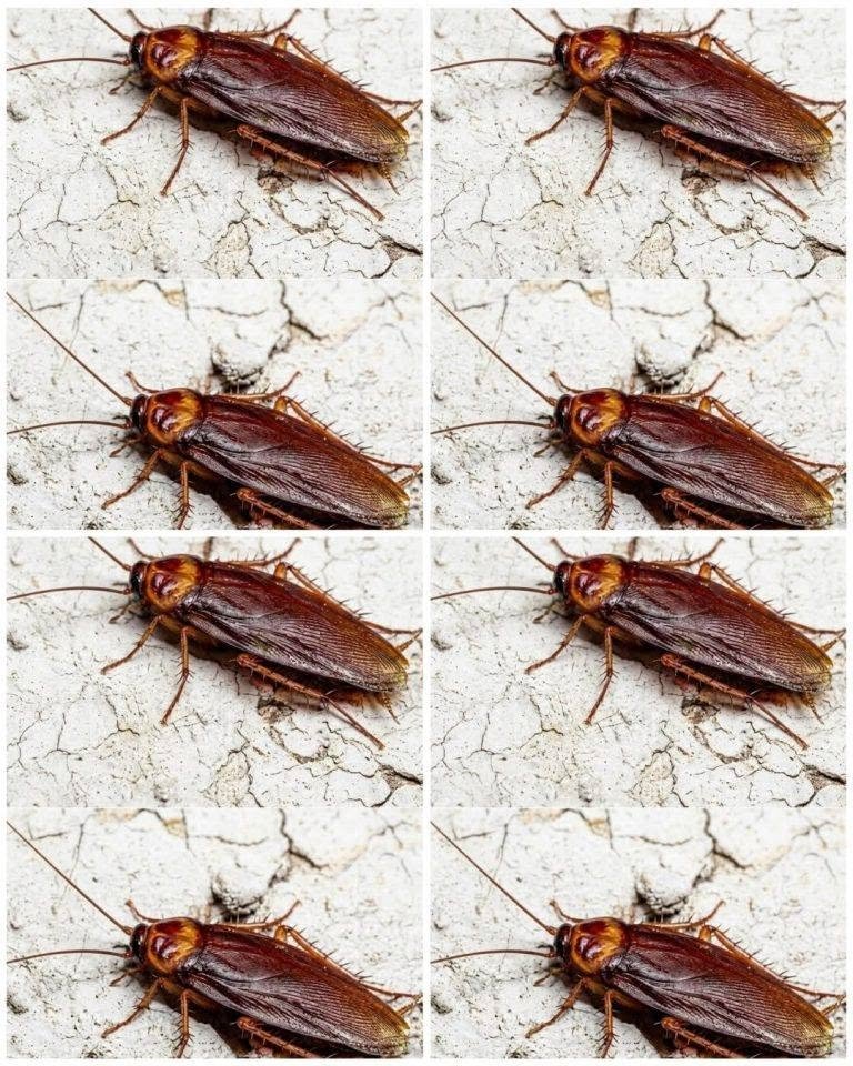 Did you know that if cockroaches come to your home, it’s a sign that…