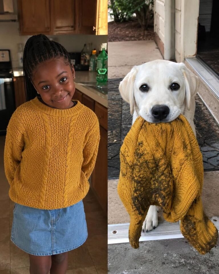 My Dog Brought Me My Late Daughter’s Sweater the Police Had Taken – Then He Led Me to a Place That Stopped Me Cold