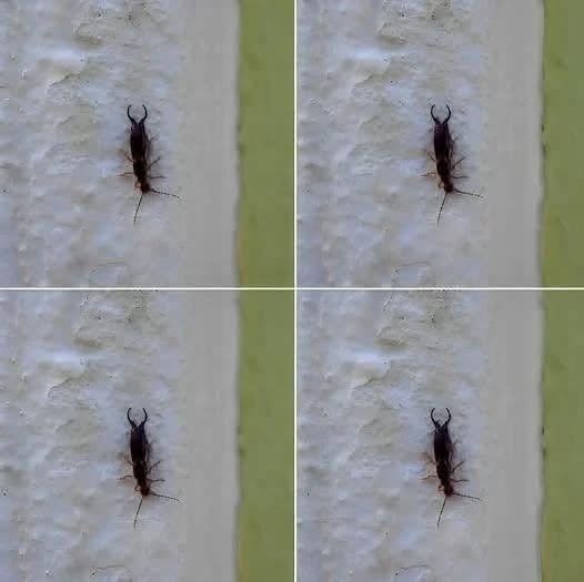 Warning! If you have found this insect in your home, it’s a sign that you need to…
