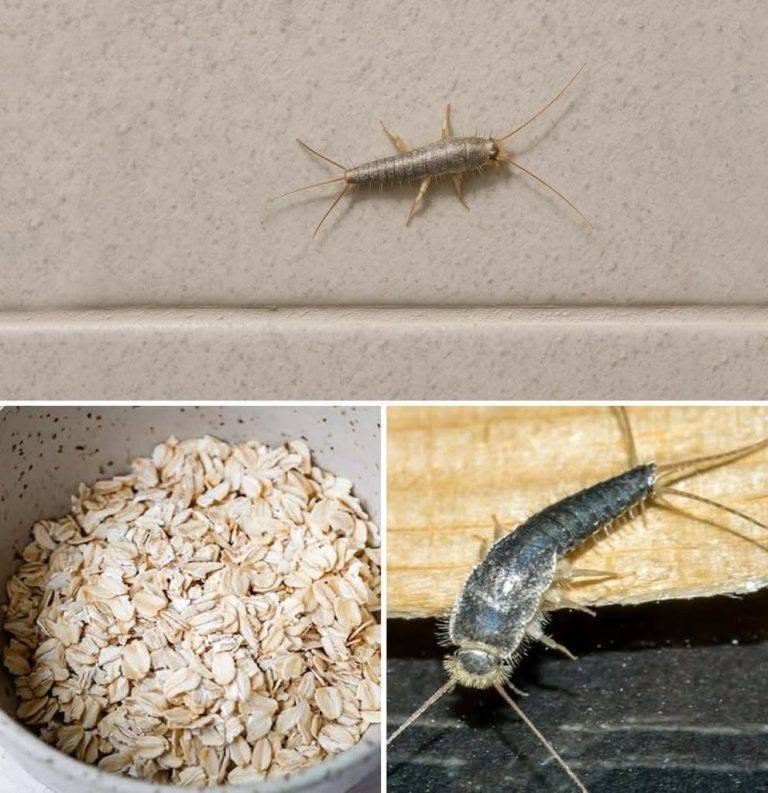 Warning! If you have found this insect (silverfish) in your home, it’s a sign that you need to