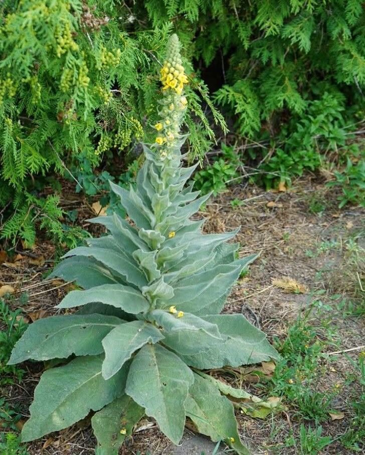 Stumble upon this plant and you’ve struck gold. Most folks walk right past it without a clue