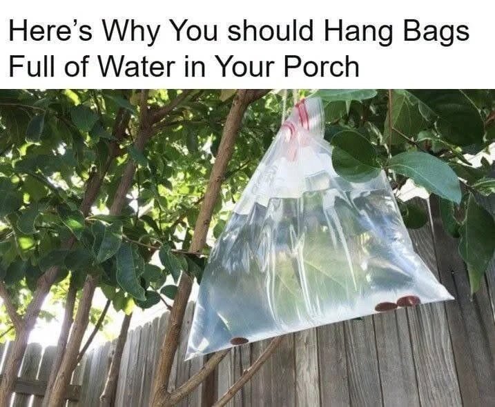 Here’s Why You should Hang Bags Full of Water in Your Porch