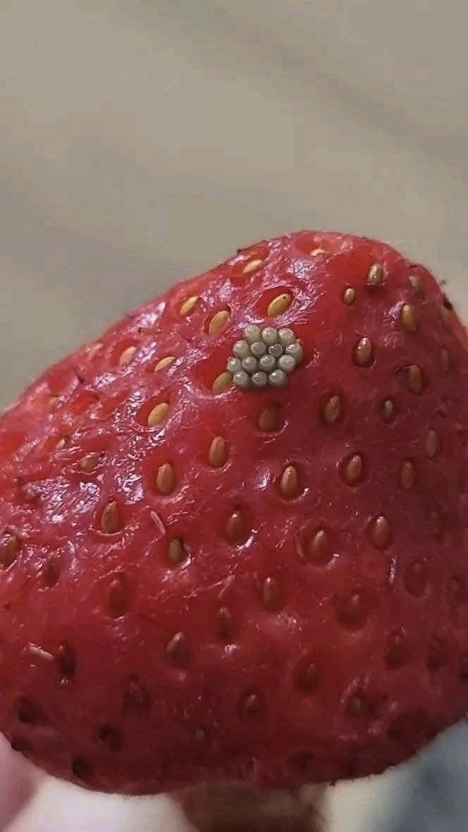 Tiny White Worms in Strawberries? Here’s What They Really Are and Whether Your Berries Are Safe to Eat !!!