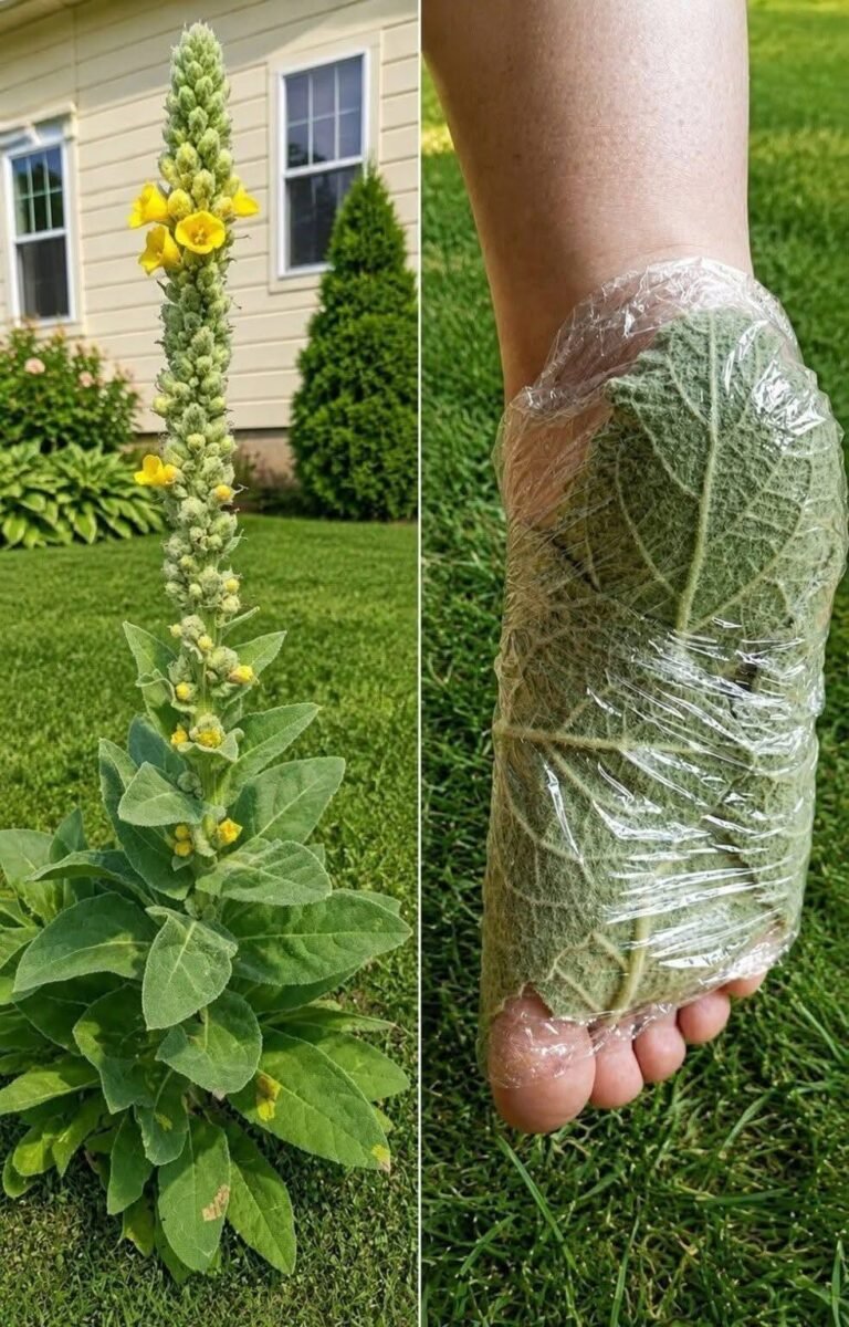 Dandelion: The Common Backyard Plant With a Long History of Traditional Use
