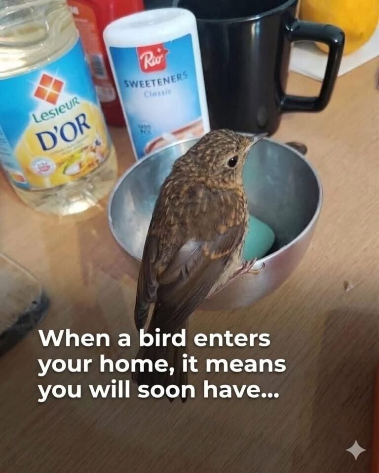If a bird enters your house, beware of what might happen…See more