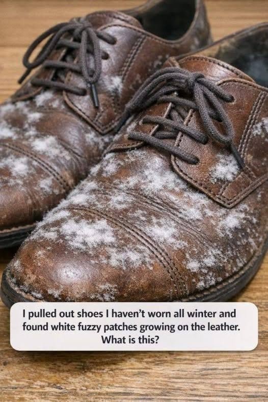 I pulled out shoes I haven’t worn all winter and found white fuzzy patches growing on the leather. What is this?