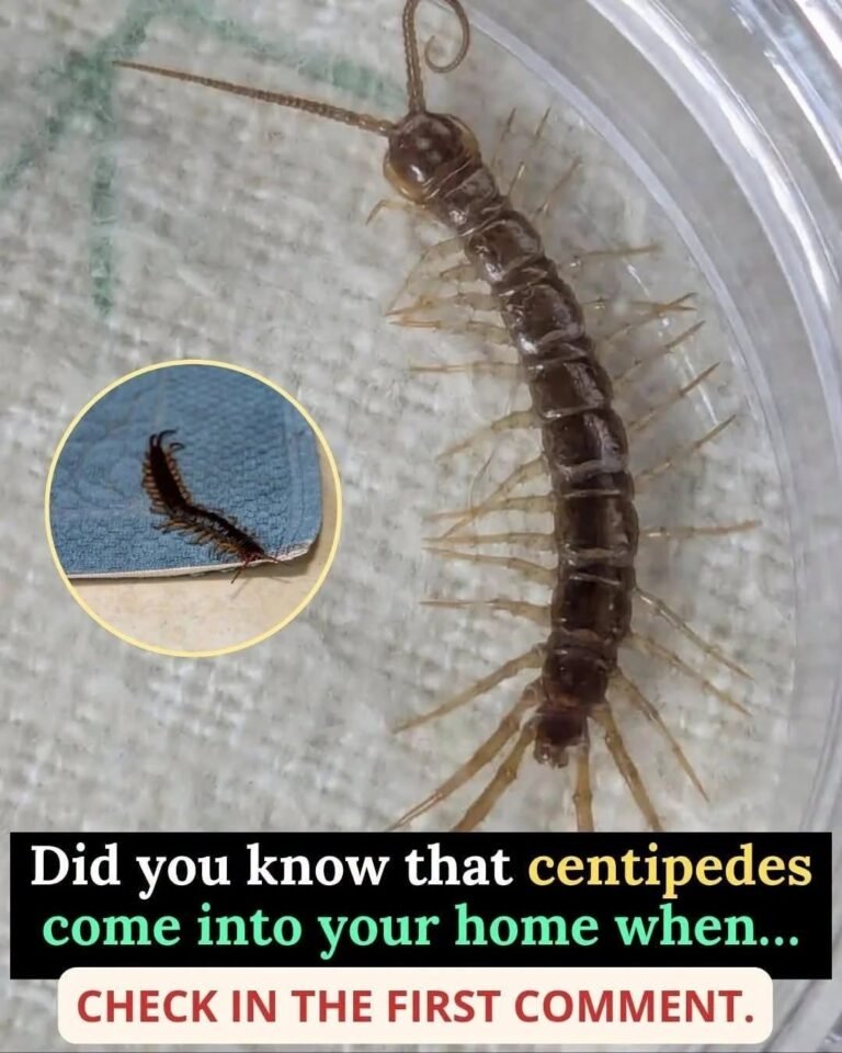 What does it mean when a centipede appears in your house?