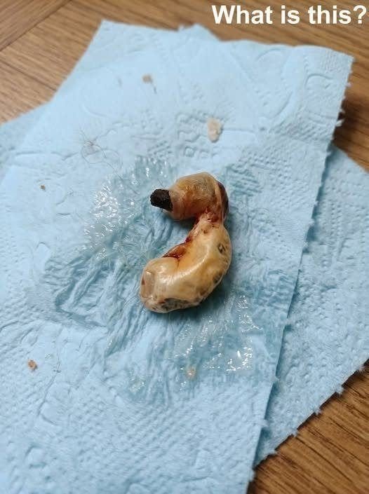 I found this in my son’s room while cleaning. When I tried to vacuum under the bed, I discovered this. For a moment, I froze, then pulled myself together and started carefully examining it, trying to understand what it was — but I still couldn’t figure it out. Does anyone know what this could be? Check the first comment for the answer 