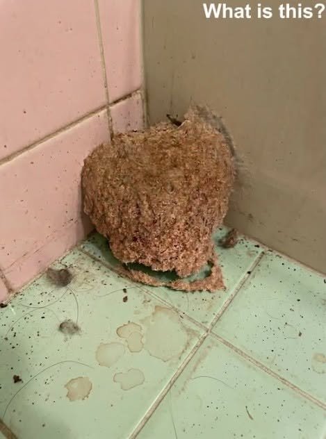 We Returned From Vacation and Found Something Strange Waiting in Our Bathroom