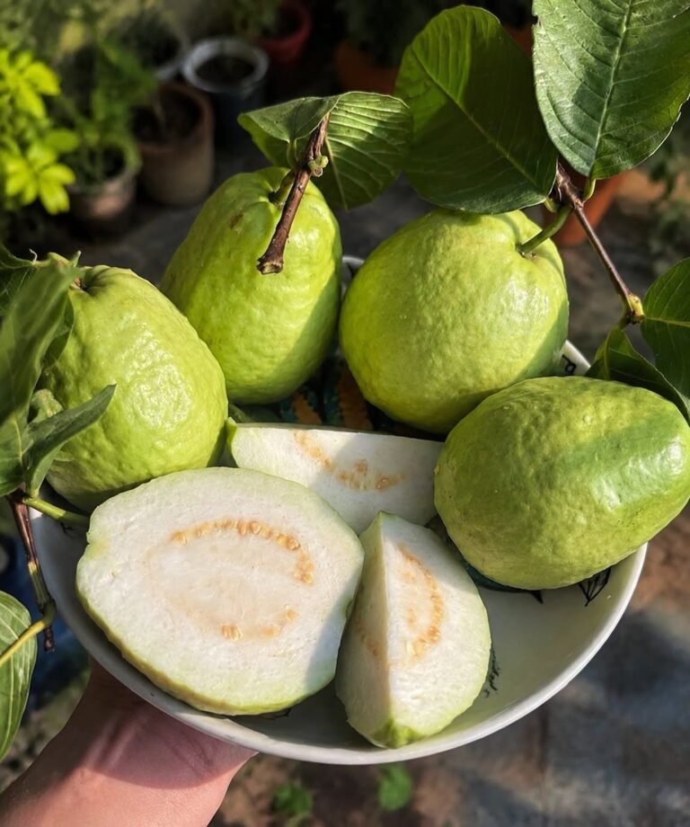 The Hidden Power of Guava: How This Tropical Fruit Supports Women’s Health and Vitality