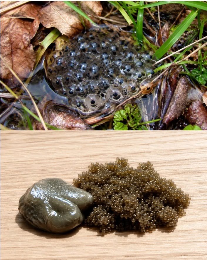 If you see these eggs in your garden, burn them immediately: A complete guide to identifying and managing tick eggs