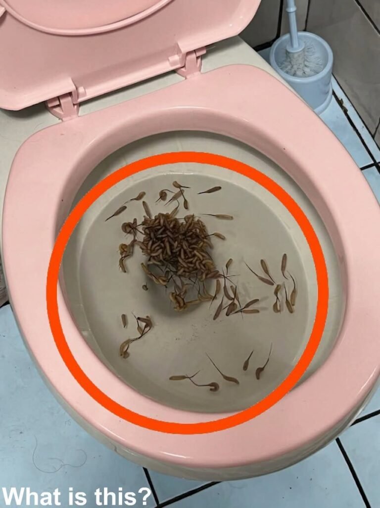 I Found Something Terrifying Swimming In My Toilet And The Shocking Truth About How They Got There Is Unbelievable