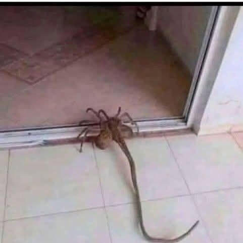Normally I’m pretty good about our local spiders but this one has me stumped. This is the third one I’ve found in my house this summer.
