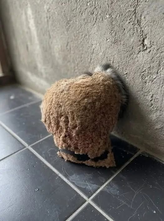 When We Returned from Vacation, We Found an Unexpected Surprise in Our Bathroom