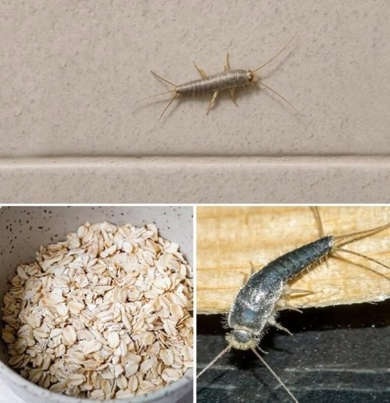 Warning! If you have found this insect (silverfish) in your home, it’s a sign that you need to