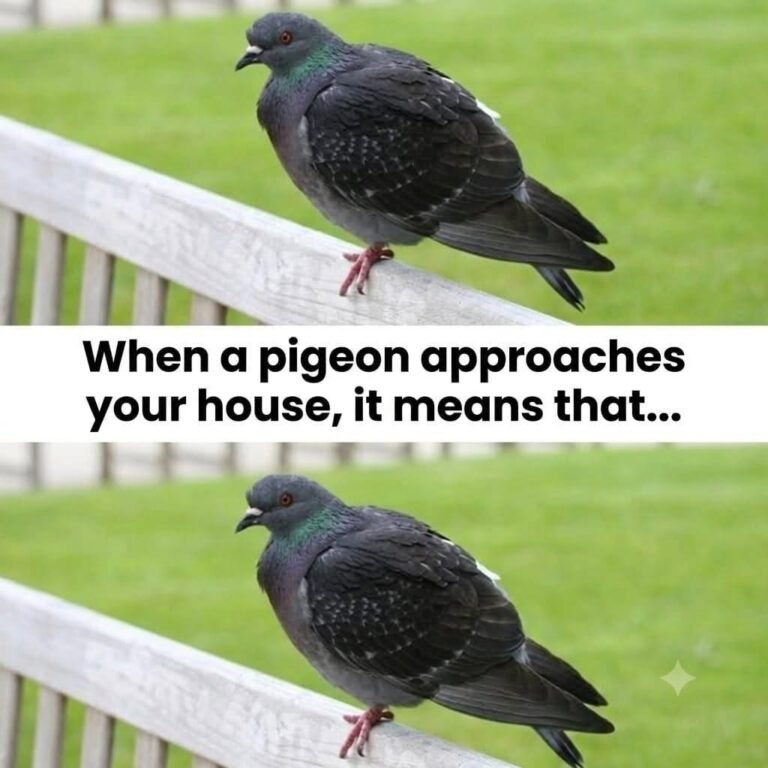 When a pigeon approaches your home, it means that… see more