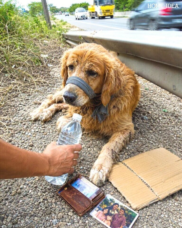 The golden retriever lying by the side of the highway wasn’t guarding a lost wallet. He was waiting beside the last thing his owner had left behind…