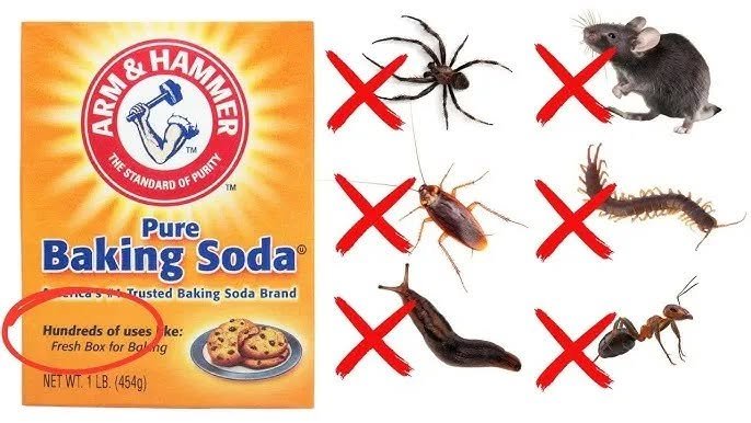 The Power of Baking Soda: A Natural and Effective Pest Control SolutionThe Power of Baking Soda: A Natural and Effective Pest Control Solution
