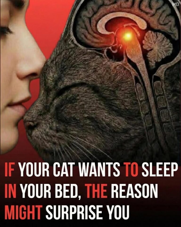 If your cat wants to sleep in your bed, the reason might surprise you