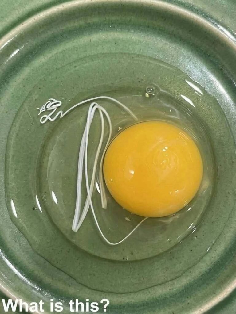 I Thought the White String in My Egg Was Something Dangerous—The Truth Completely Surprised Me