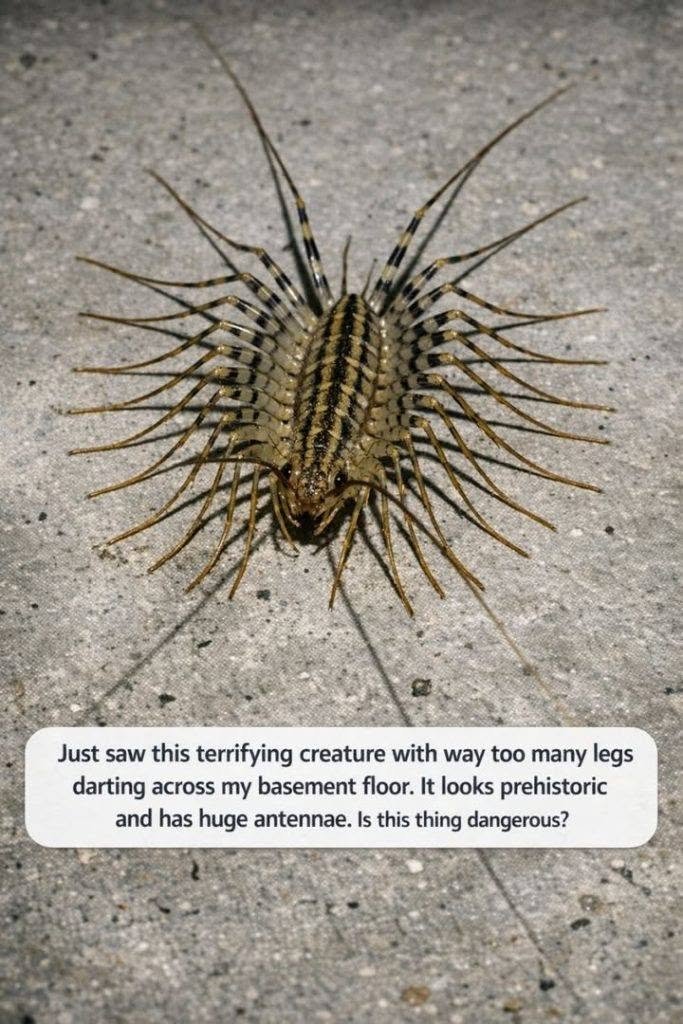 Just saw this terrifying creature with way too many legs darting across my basement floor. It looks prehistoric and has huge antennae. Is this thing d. Full article 👇 💬