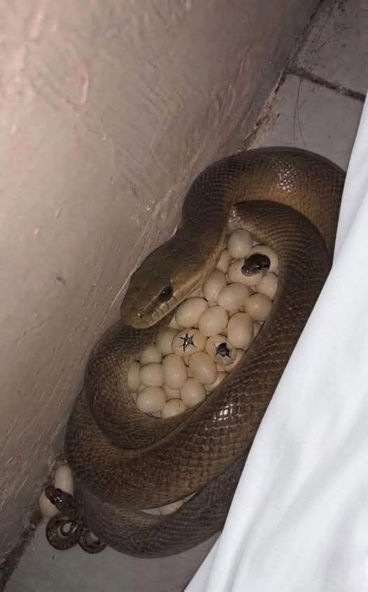 What will you do if you wake up in the morning and see these beside your bed…