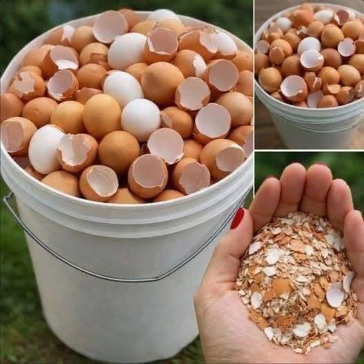 Before You Throw Away Eggshells, See These Smart Uses